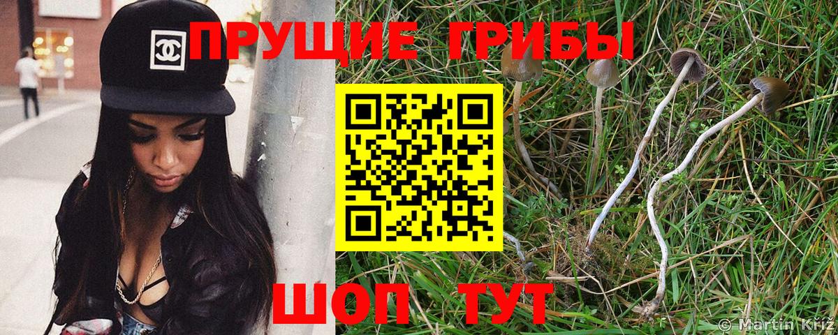Сердобск  Галлюциногенные грибы прущие грибы  Галлюциногенные грибы Psilocybe  Вход с VPN 